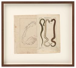 Untitled (Norway / Aesping Schlangen)
