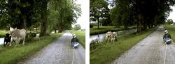 Kajak (Kayak)