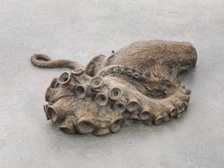 Octopus