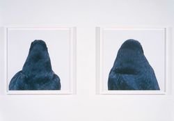 RONI HORN bird Steidl ロニ・ホーン 写真集 2008