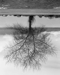 Black Cottonwood Tree, Spanish Banks