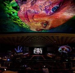 Pipilotti Rist. Parasimpatico