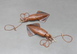 Kopffüsser I (Cephalopod I)
