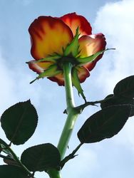 Rose III (Detail)