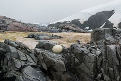 Egg